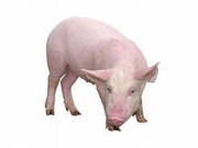 Свинина деревенская экологически чистая 3 головы мясной пароды