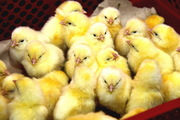Продажа инкубационного яйца и суточных цыплят кросса 