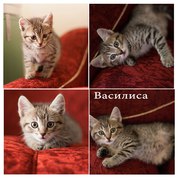 Маленькая девочка Василиса ищет дом