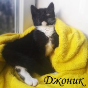 Котёнок Джоник ищет дом