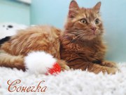 Кошечка Сонечка ищет дом