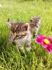 2 котенка ищут себе дом! Находятся в Гродно,  пос. Южный. На вид,  где-т