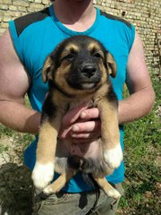 Щенки дар. 2 мальчика и 2 девочки. Срочно!!!! Им примерно 1, 5 мес. Под