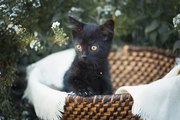 Друзья,  ищу дом для очаровательного черного котенка двух месяцев! Маль