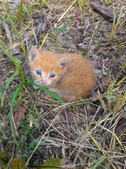 На работе недавно окотилась кошка,  которая прибилась к нам пол года на