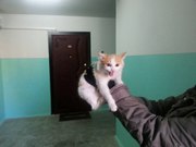 Срочно! У котенка время только до вторника! Потом люди выпустят его на