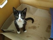 СРОЧНО!!! Новый котенок в САХе!!!  Котенок-девочка черно-белого окраса