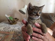 Котёнок девочка срочно ищет дом!     Пожалуйста,  нажмите 