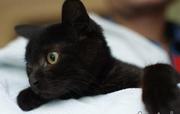 Молоденький очаровательный чёрный котик благородного классического окр
