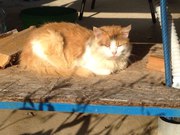 Рыжее солнышко только ответственным людям☀️ Просто Рыжик- шикарный кот