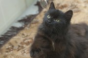 Черная пушистая кошка в изоляторе клиники. Здорова. возраст 6-8 месяце