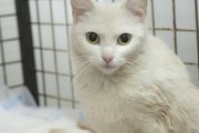 Чисто белая кошка в изоляторе клиники. Возраст 6-8 месяцев,  стерилизов