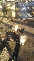 Малыши ищут дом или передержку!!!!Трое маленьких котят остались выжива