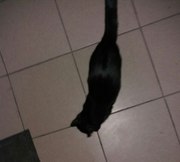 Котёнок ищет дом! В подъезде найден милый,  ласковый котёнок чёрного ок