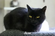 Кошечка Лола очень хочет ДОМОЙ!  Лола - крупная черная кошечка с ярким