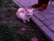 Это бездомный котенок. Ему еще нет 4 месяцев. Живет в Гродно. Крупный 
