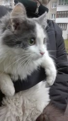 На Домбровского найден пушистый кот! Изначально давали объявление как 
