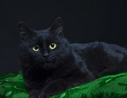 В дар черная кошка,  возраст около двух лет,  стерилизована,  ручная,  к л