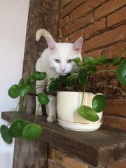 Огромный белый кот срочно ищет дом!   