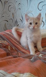 Котенок Алиса ,  девочка 3, 5 месяца. Окрас золотисто-персиковый. Умная, 