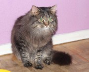 Большой Бафус,  котик-подросток,  возраст примерно 8-9 месяцев. Красавец