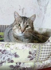 Милый Тюфик ищет дом!  Тюфик - красивый молодой кот лесного окраса с большими глазами и щечками 
