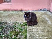 02.02 в 4 часа появилась кошка на Ольшанку,  возле детской амбулатории.