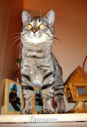 Фантик ищет ДОМ!   Фантик - очаровательный и весёлый молодой котик (красавцу около года). Очень ласковый и мурчащий котейка,  сам под руки подлазит,  чтобы его погладили,  любит когда чешут за ушком 
