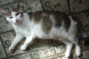 Кошка Мурка,  очаровательная толстушка в поисках дома. 