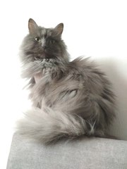 Красавица-кошка,  около 2-ух лет,  от блох обработала,  была у ветеринара
