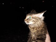 Найдена кошка или кот,  на улице Южная-Соломенковская,  ласковая,  идёт н