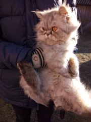 Ещё один пост про кота-перса!!! В общем его хозяина его так и не нашли