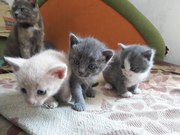 Открыт резерв на малышей:)  Ищут дом 4 котёнка,  возраст 1 месяц. Отдав