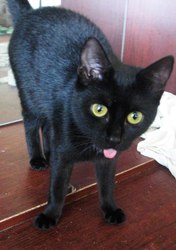 Отдается в добрые руки,  черная кошка. Возраст около 10 месяцев,  обрабо
