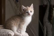 Друзья,  в дар котенок рыжий,  возраст 2 месяца,  ручной,  ласковый